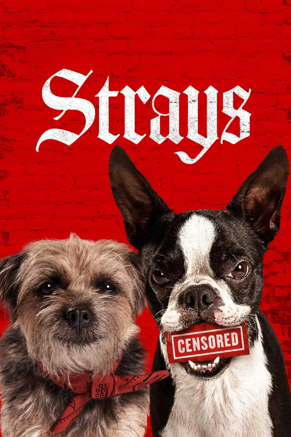 Đời Quá Chó (Những Chú Chó Bụi Đời) - Strays