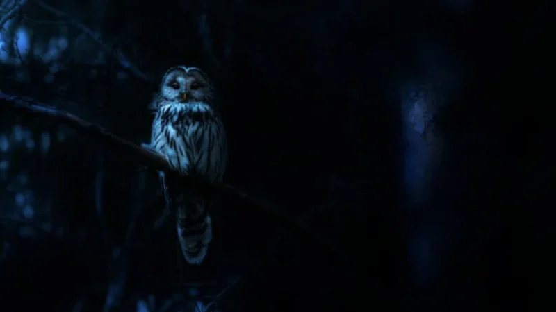 Ác Mộng Của Thiên Nhiên - Nightmares Of Nature